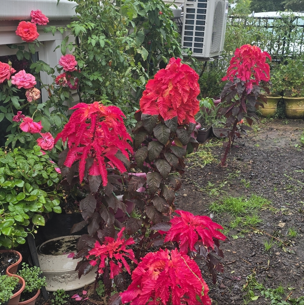 Molten Fire Amaranthus seeds.